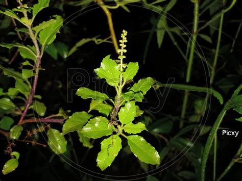 'kerala Thulasi' Search .